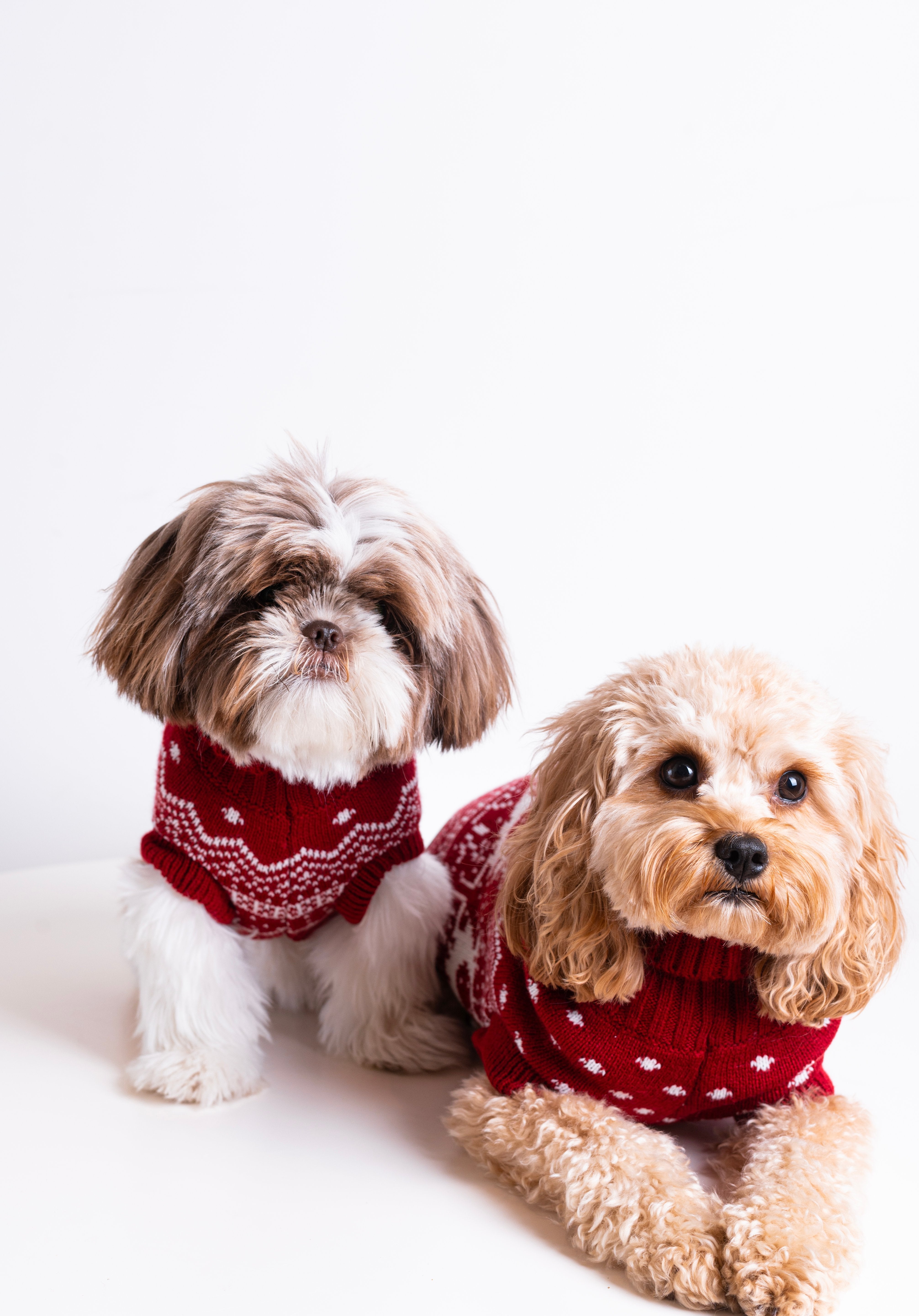 The Dog Holiday Onesie Red