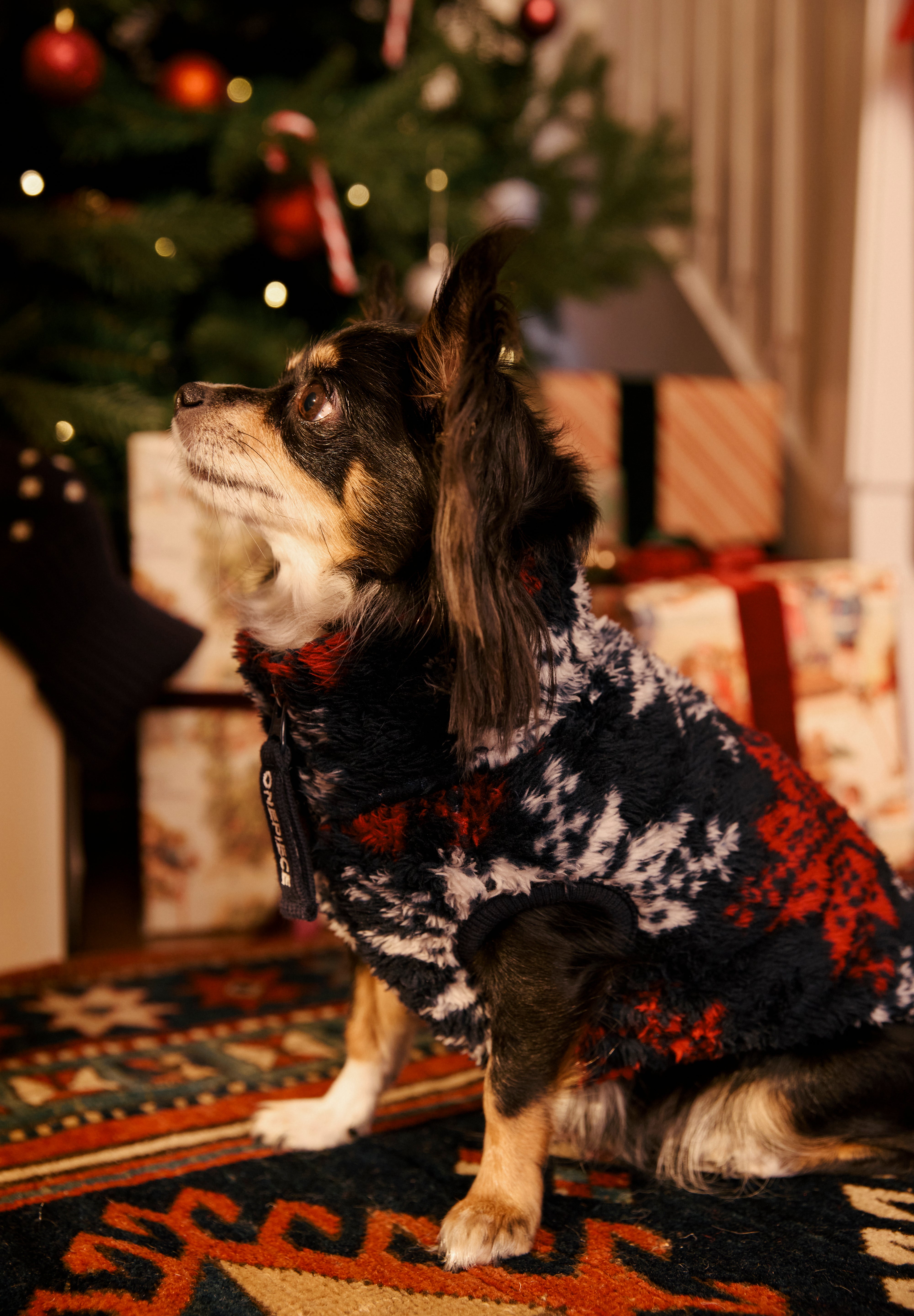Puppy Pet Suit Snowstar